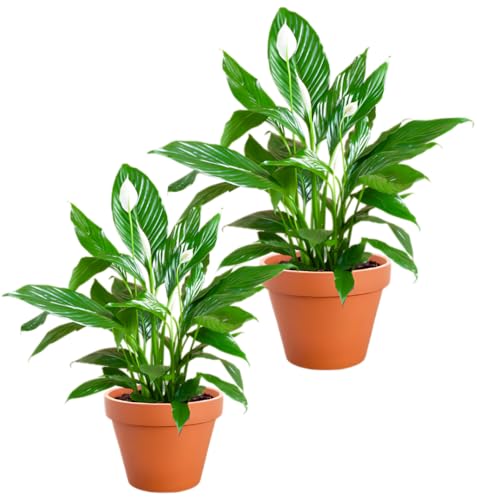 Einblatt | 2er-Set | Spathiphyllum | ca. 40-50 cm | ø 12-15 cm Topf | Pflegeleichte Zimmerpflanzen für Wohnung und Büro | Qualität vom Pflanzen Profi | Ideale Raumbegrünung