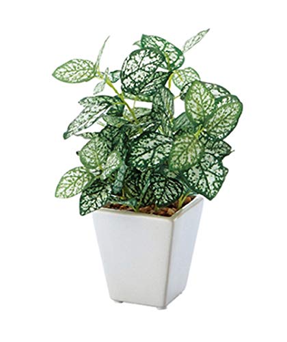 XgAEGLXvX ~jO[|bg lH yy~A 61-174-9-2