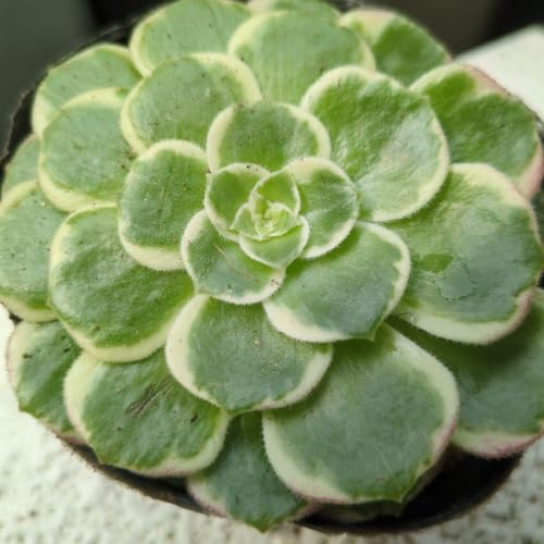 観葉植物 アエオニウム 多肉植物」の人気商品一覧・価格比較 - 価格.com