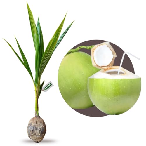 Muda de Coco Anão Com Produção Precoce