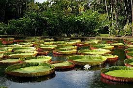 Genipap 5 semillas de flor de nenúfar gigante Victoria Amazonica Cover