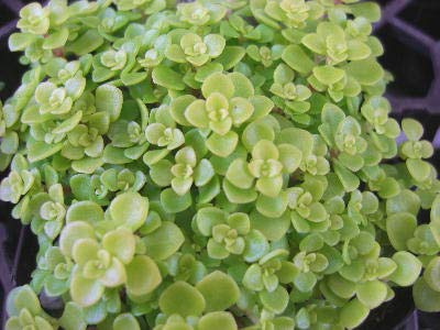 芝生代わりのおすすめグランドカバー8選 乾燥や踏み付けに強いのは グランドカバー研究室