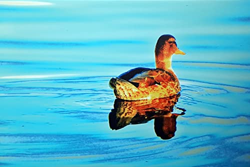 artdee WTD - Lienzo decorativo (40 x 60 cm, impresión fotográfica), diseño de pato sobre el mar Cover