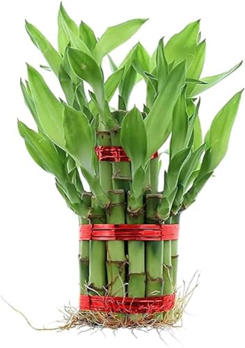 Image of Lucky Bamboo Plant | 6 Lucky Bamboo Sticks & Multi color Stones | Best feng shui plant for Home, Office, Bedroom decoration