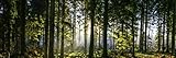 Glorious Sunrise In Idyllic Forest Glade Green Woodland Nature Panoramic Photo Cool Wall Art Print Poster 36x12