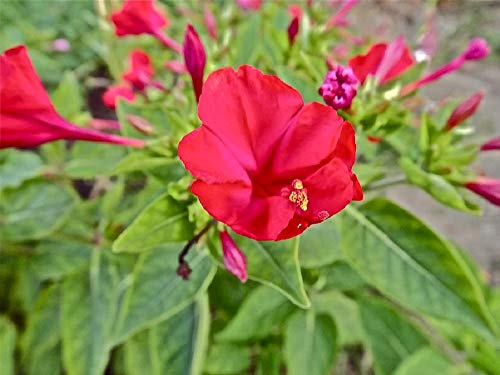 Red Four O'clock Flower Seeds, 25 Count "Cool Beans N Sprouts" Brand. Home Gardening. #TOP2