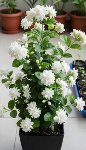 Image of UGAOO Bharat Mogra Jasmine Live Plant | Fragrant White Flowering