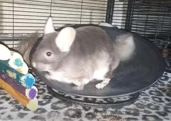 レア】トレッドミルホイール チンチラ ハリネズミ用回し車 交換 レア】トレッドミルホイール チンチラ ハリネズミ用回し車 交換