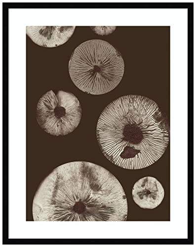Amanti Art Framed Wall Art Print 33x26 Mushroom 5 Dark