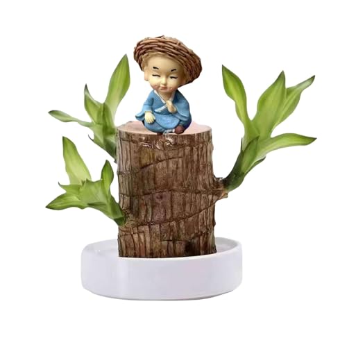 Árbol de la suerte, planta brasileña de la suerte con estatua de monje, juego de plantas hidropónicas de madera brasileña de fácil crecimiento, mini macetas de madera de Brasil para macetas (A)