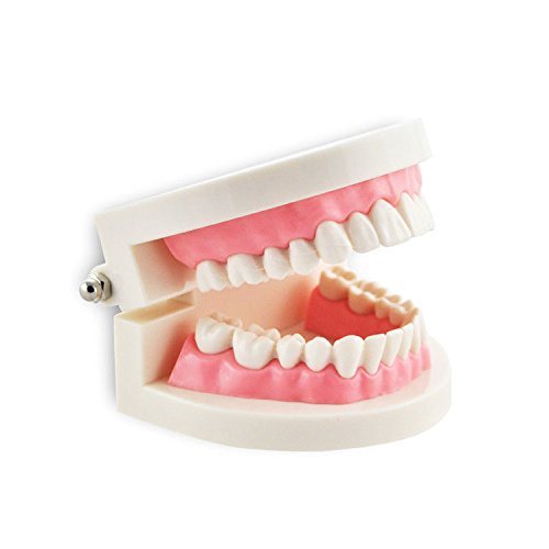 Miniatura 2 de Dental Enseñar Estudio Adulto estándar dentadura Demostración Dientes Modelo carne rosa