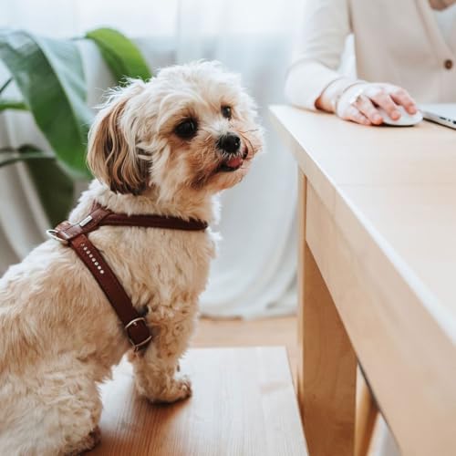 Hunter Hundegeschirr Round & Soft Canadian UP, Farbe: Cognac, weiches, geschmeidiges Leder, rundgenäht, fellschonend, nachhaltig, Made in Germany, Größe: S/1