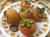 16-20” Tall Yates American Persimmon 2 Year Old grafted Plant, Potted