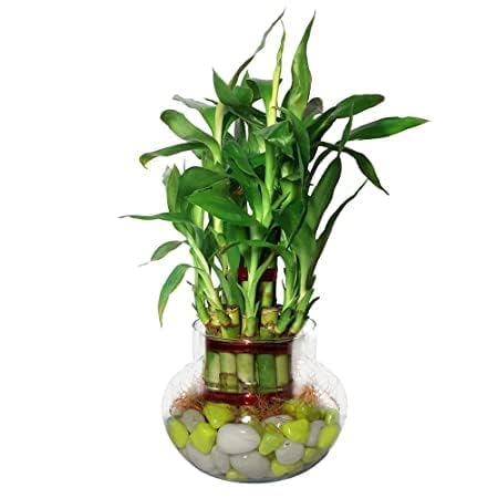 Aradhya enterprises 2 Layer Lucky Bamboo Plant In Clear Glass Jar With Color Stones (B0CPCW7QDB) Amazon Price History, Amazon Price Tracker