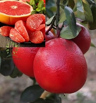 Image of All-Time12 Months Hybrid Grafted Guti Kolom Live Fruit Plant Original & Authentic Organic Tree for Outdoor Fast-Growing Fruit Plant Home Pack Of-1 (Red Batabi Fruit Plant, Medium)