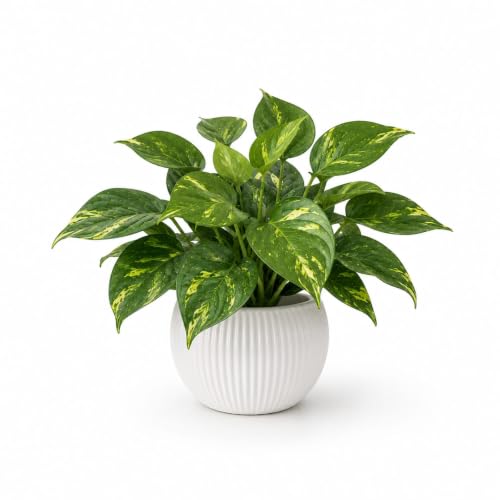 GROWSHIP Premium Artificial Money Plant with White Apple Pot for Home Decor | Golden Pothos Faux Plant for Living Room Decoration, Office Desk, Balcony Corner & Gifting (Set of 1)
