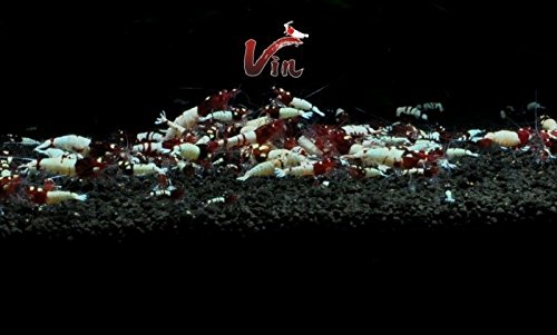 10 Black and Red Pinto Mix 5 of each. Live Aquatic Caridina Shrimp for freshwater aquariums