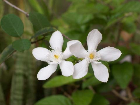 Creative Farmer Live Exotic Plant Srilankan Jasmine Flower Winter