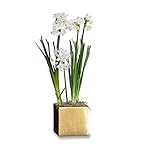 Paperwhite Gift in a Glossy Gold Square | Narcissus Paperwhites - 5 Large Pre-Planted Flower Bulbs -...