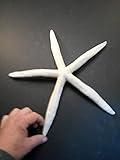 Florida Shells and Gifts Inc. 3 White Pencil (Finger) Starfish - Large 8