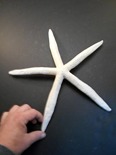 Florida Shells and Gifts Inc. 3 White Pencil (Finger) Starfish - Large 8