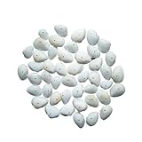 ZGXNYI Conchas Decoración Conchas de mar de Cayo de almeja Blanca for Decoraciones del hogar, Fiestas, Bodas, Manualidades Decoración Marinera Terraza Conchas(100pcs with Hole)