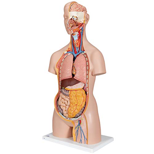 Image of 3B Scientific B19 Classic Unisex Torso 18-part w / opened neck and back - 3B Smart Anatomy