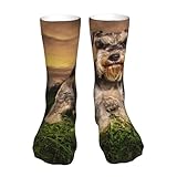 ywsotre schnauzer tramonto cani animali domestici montagne schnauzer,calzini sportivi a compressione per adulti, 40 cm