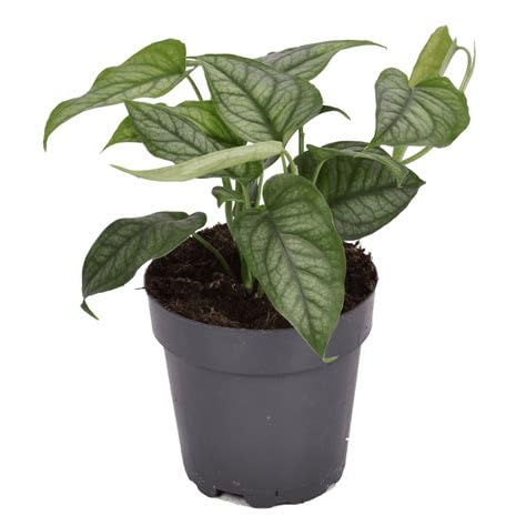 Mphmi Plant NCR Live Monstera siltepecana - Plant (B0CGP37R1J) Amazon Price History, Amazon Price Tracker