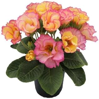 フリル咲き プリムラ ローディ マリール 3号（直径9cm）ポット苗１株 花苗 冬咲き 苗 鉢植え 庭植え ガーデニング 寄せ植え等に ベラリナ