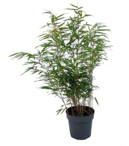 Planta natural Bambu Fargesia Rufa, 50-60 cm. Planta ornamental, ideal para jardines de sombra. Segura Garden.