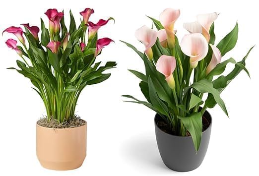 Live Flower Plant Combo of 2 Peace Lily Dark & Llight Pink Live Plant with Flower Pot For Home Office and Living Room(PEACE LILY (WITH 4 INCH POT)-image-0