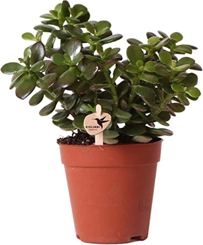 Crassula Ovata natural Planta con Pocos Requerimientos de Agua