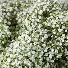Golden Hills Farm® (AVG 500-1000) seeds Gypsophila Snow White (Winter) Flower Seeds (B085Z333VG) Amazon Price History, Amazon Price Tracker