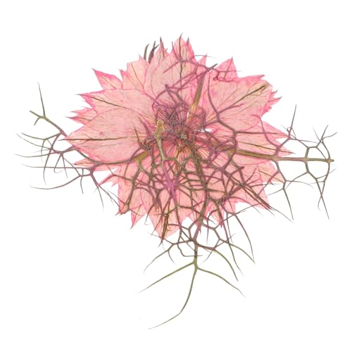 30 piezas flores prensadas secas para manualidades miniatura 2
