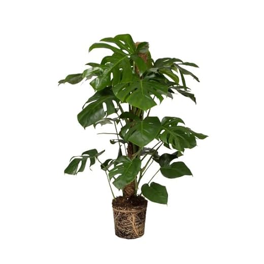 Monstera Deliciosa | DECOALIVE | Costilla de Adán | Planta Interior Grande | Planta Natural