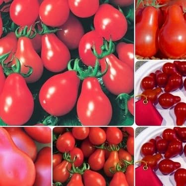 Sementes de Tomate Pêra Vermelho 2 gramas Saboroso Vaso Jardins Horta