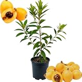 Golden Loquat Tree Live Plant, Fruit Tree, 10-14 Inch Tall, Half Gallon Pot