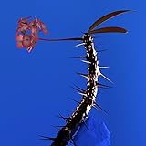 Skin Companion EP II [Explicit]