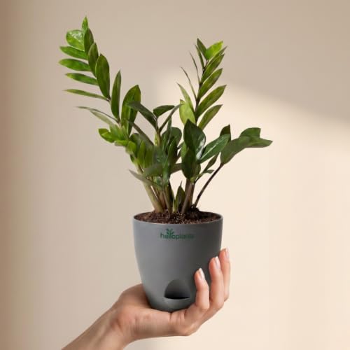 Image of Zamia Green ZZ Plant Zamioculcas Zamiifolia Indoor Live Plant Air-Purifying Decor for Office and Home in a 4-Inch Self-Watering Matte Grey Pot