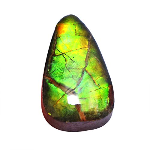 Ammolite naturelle canadienne verte bleue de 18x11x5 mm pour la création de bijoux