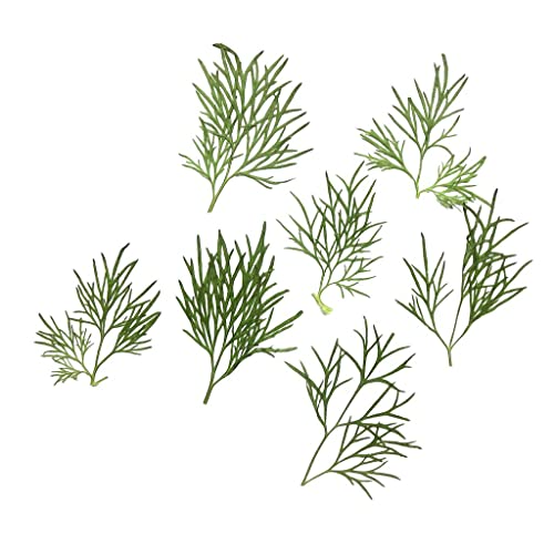 Generic s Secas Reais s 20x pa Decoração de Ctões tesanais s DIY