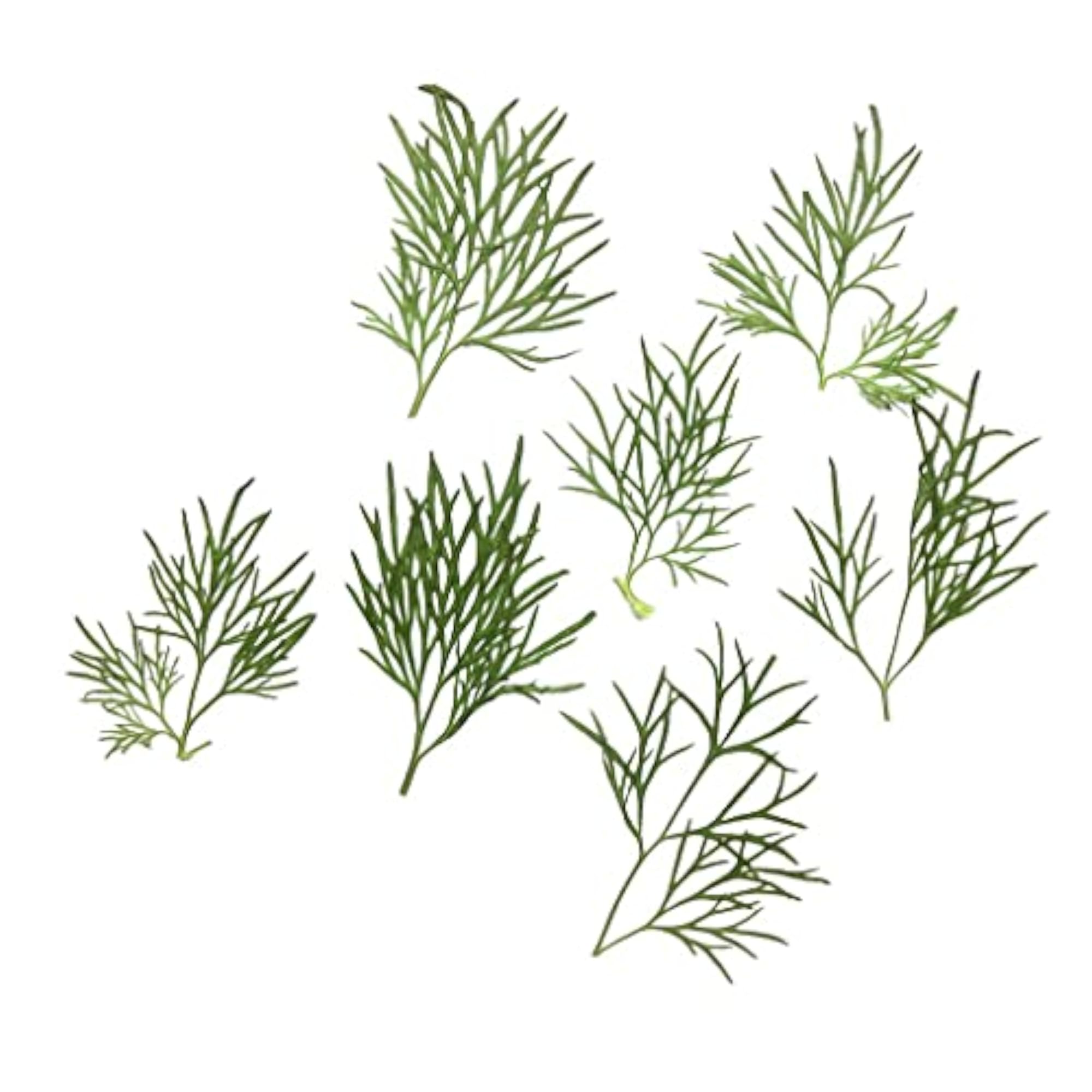 Pressed Dried Flower Dry Leaves for DIY Crafts, 6x10x