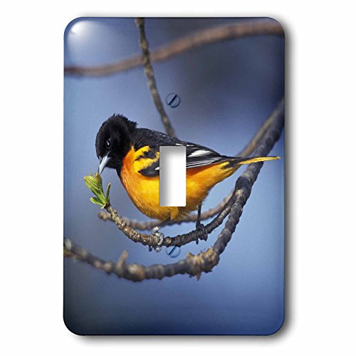Interrupteur Oriole du Nord résistant 3dRose plaque oiseau unique - 3