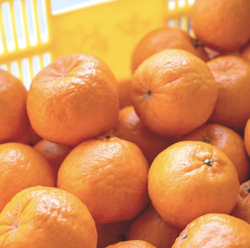 完熟ぽんかん 3kg