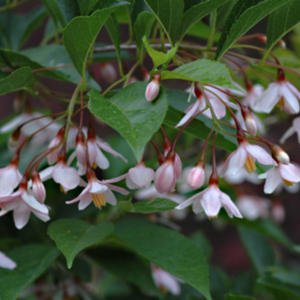Pink Japanese Snowbell Tree - Fragrant Flowers 'Pink Chimes' 1 - Year Live Plant #TOP3