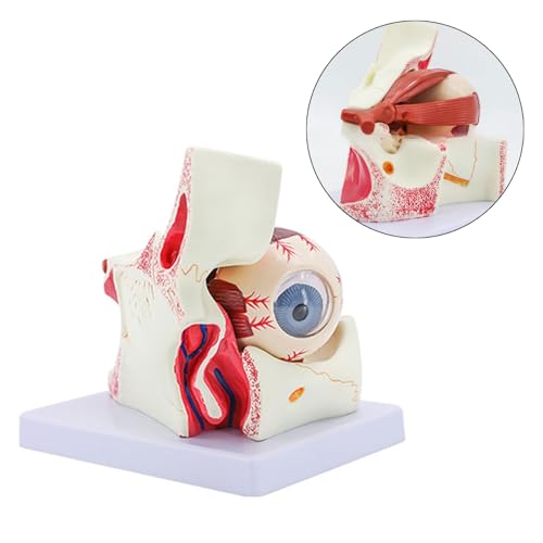 Modelo anatómico de ojo humano 6X desmontable para laboratorios 3