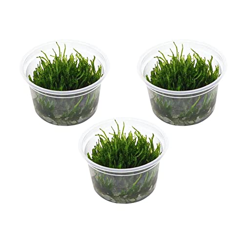 Javafarn, Microsorum Pteropus, Barsch, Robust, Wasserpflanze, Aquarium, Gekräuselt, Windelow