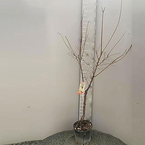SAVINI VIVAI Prunier nain Plantes fruitières naines Prunier en pot 22-24 cm 2-3 ans Hauteur 100-110 cm Fabriqué en Italie