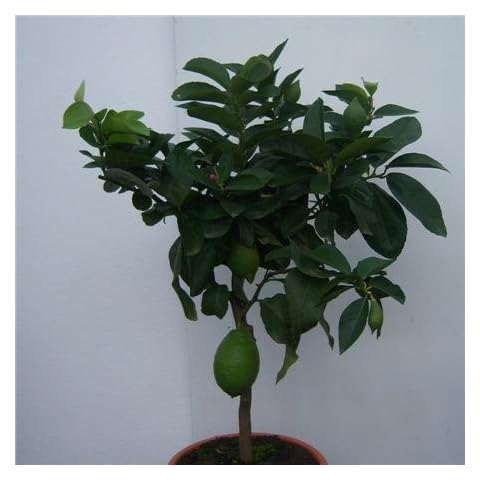 LEMON TREE WITH LEMON ON- SUPERB GIFT for mother father friend easter Cover